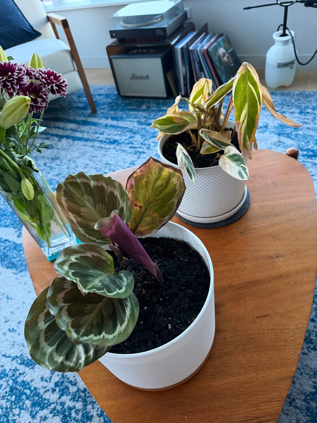 Customer photo review of Houseplant Pest Spray