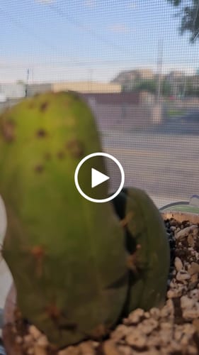 Customer video review of Trichocereus Bridgesii Monstrose | Short Form | Type B | Penis Cactus