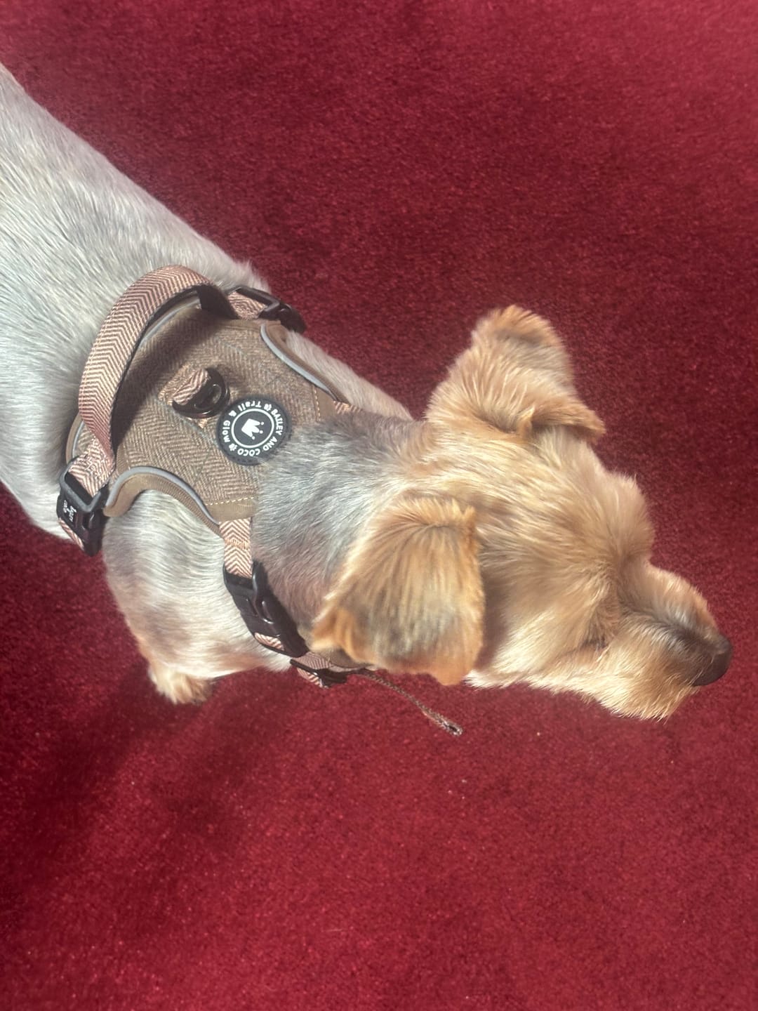 Customer photo review of Trail & Glow Tweed Dog Harness - Oxford Tweed