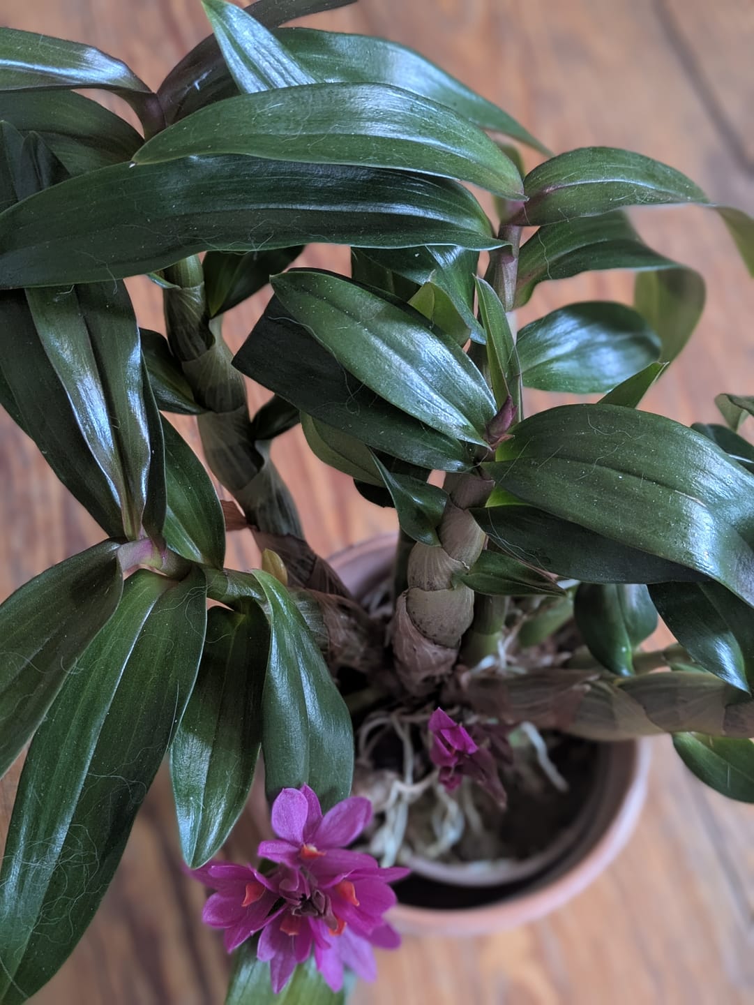Customer photo review of Dendrobium Hibiki mit pinken Blüten