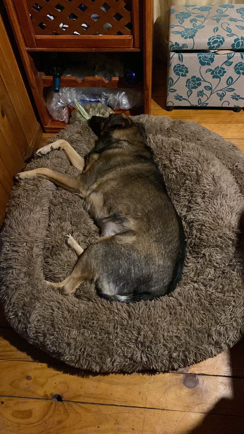 Customer photo review of Cama Anti-Estrés THE DOGS — Menos ansiedad, más descanso