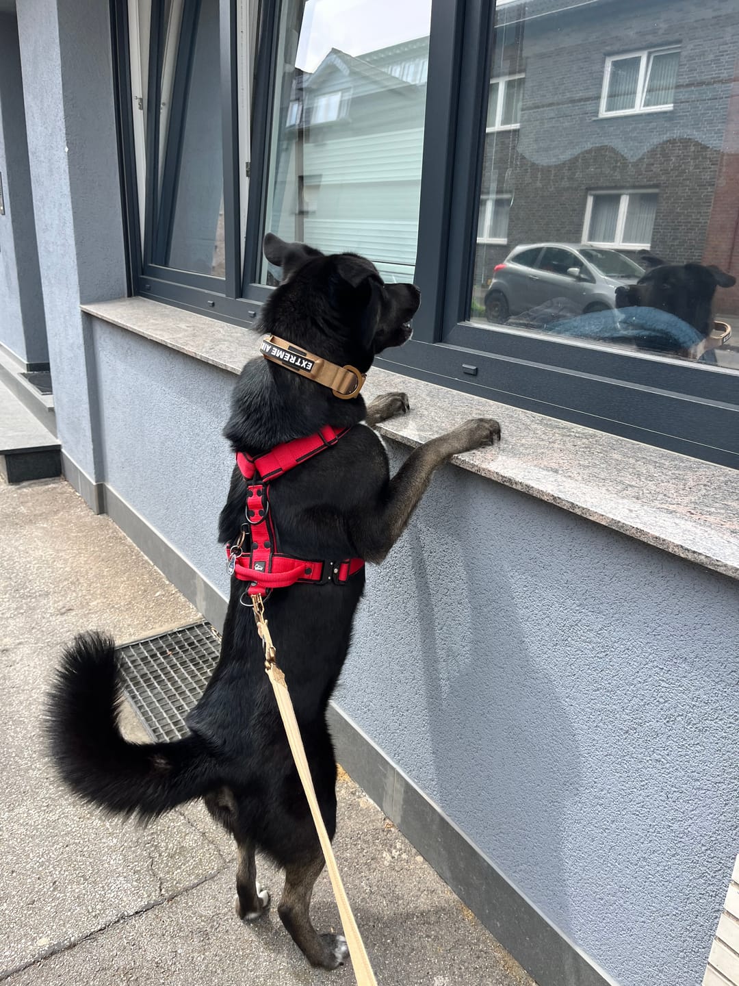 Customer photo review of Easy Walk Extreme Black Edition Röd - Sele med snabbspänne