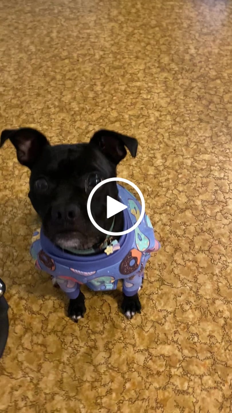 Customer video review of Dog Pajama - Donuts