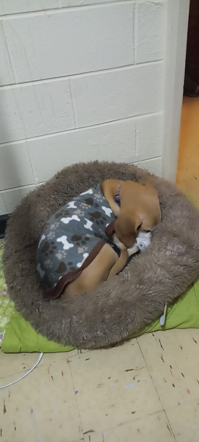 Customer photo review of Cama Anti-Estrés THE DOGS — Menos ansiedad, más descanso