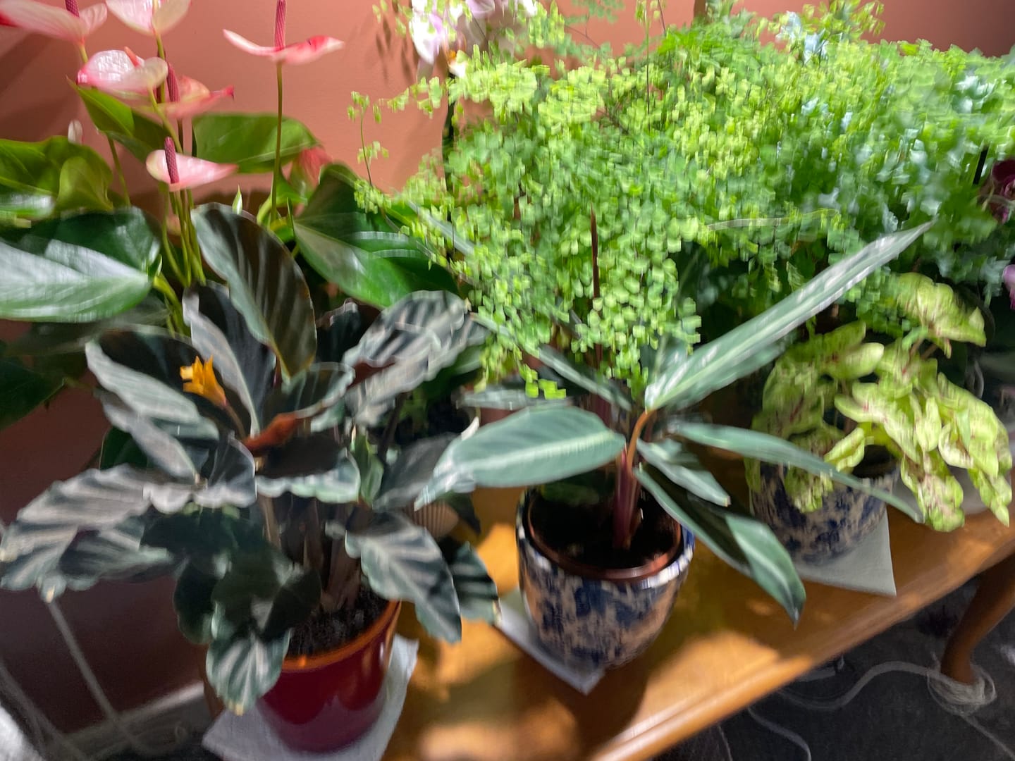 Customer photo review of Pianta Grow Light LED Bulb