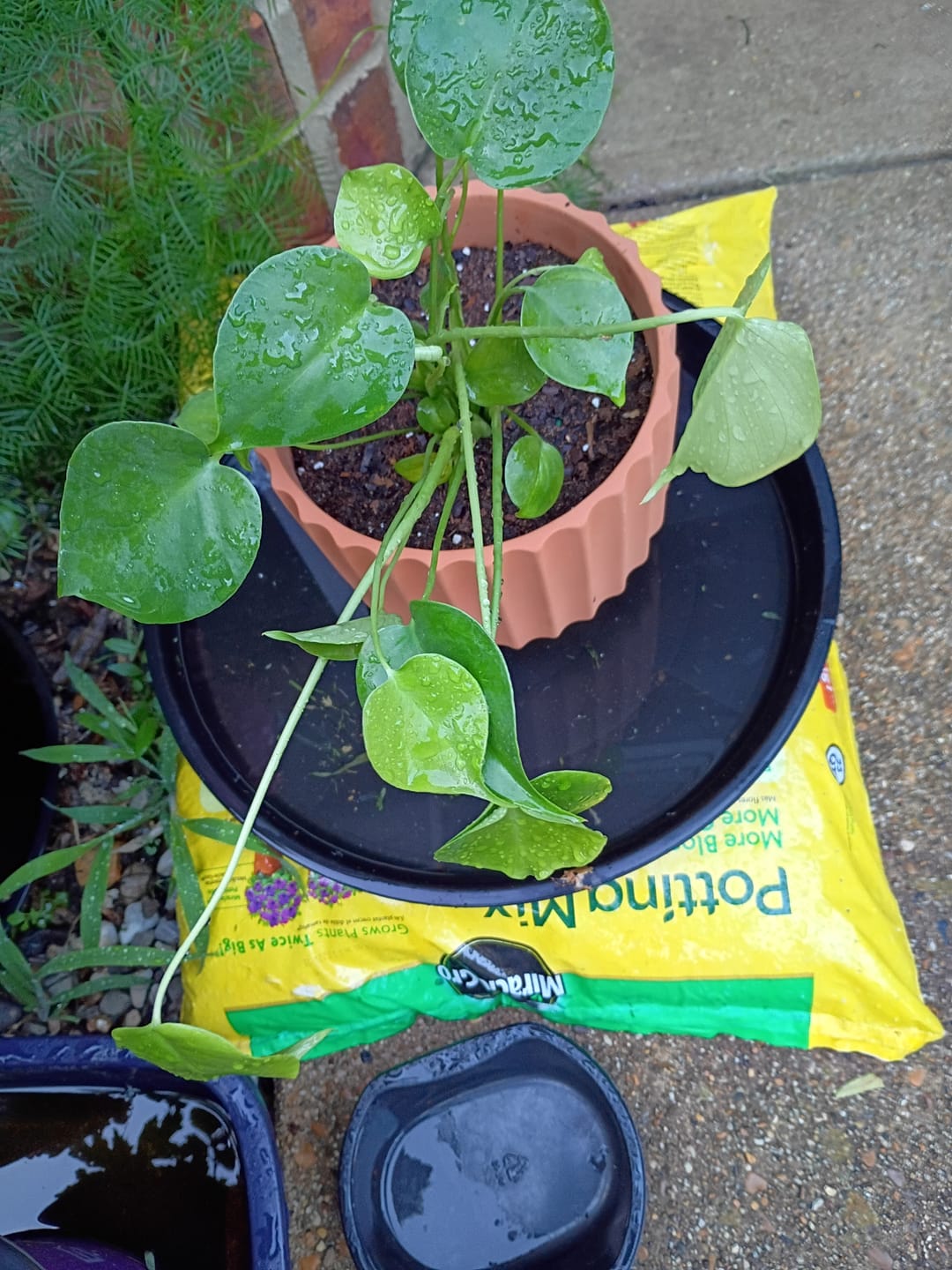 Customer photo review of Monstera Deliciousa Live Indoor Plant, Easy Care Low Light Houseplant, Air Purifier Monstera Gift Plant Mother's Day Pet Friendly Plant