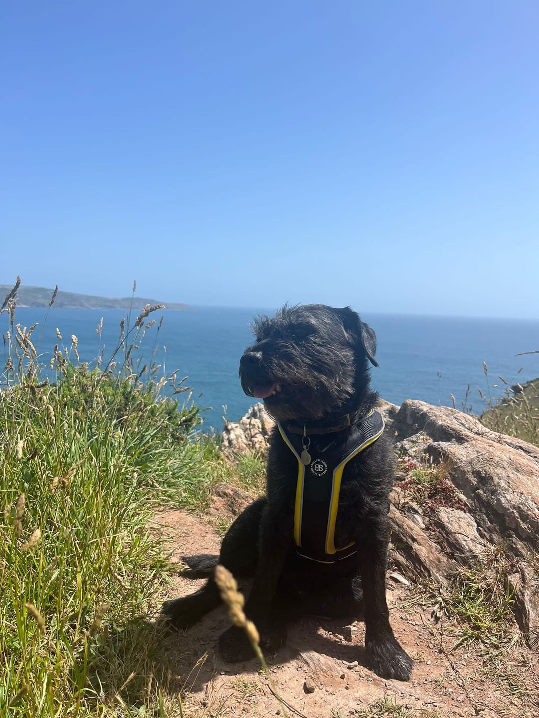 Customer photo review of Slip on Harness | Foam Padded - Black x Yellow