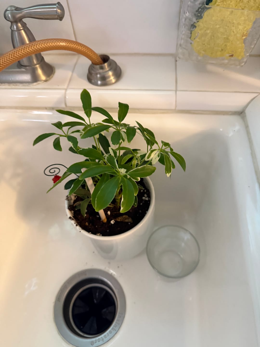 Customer photo review of Schefflera 'Moonlight'