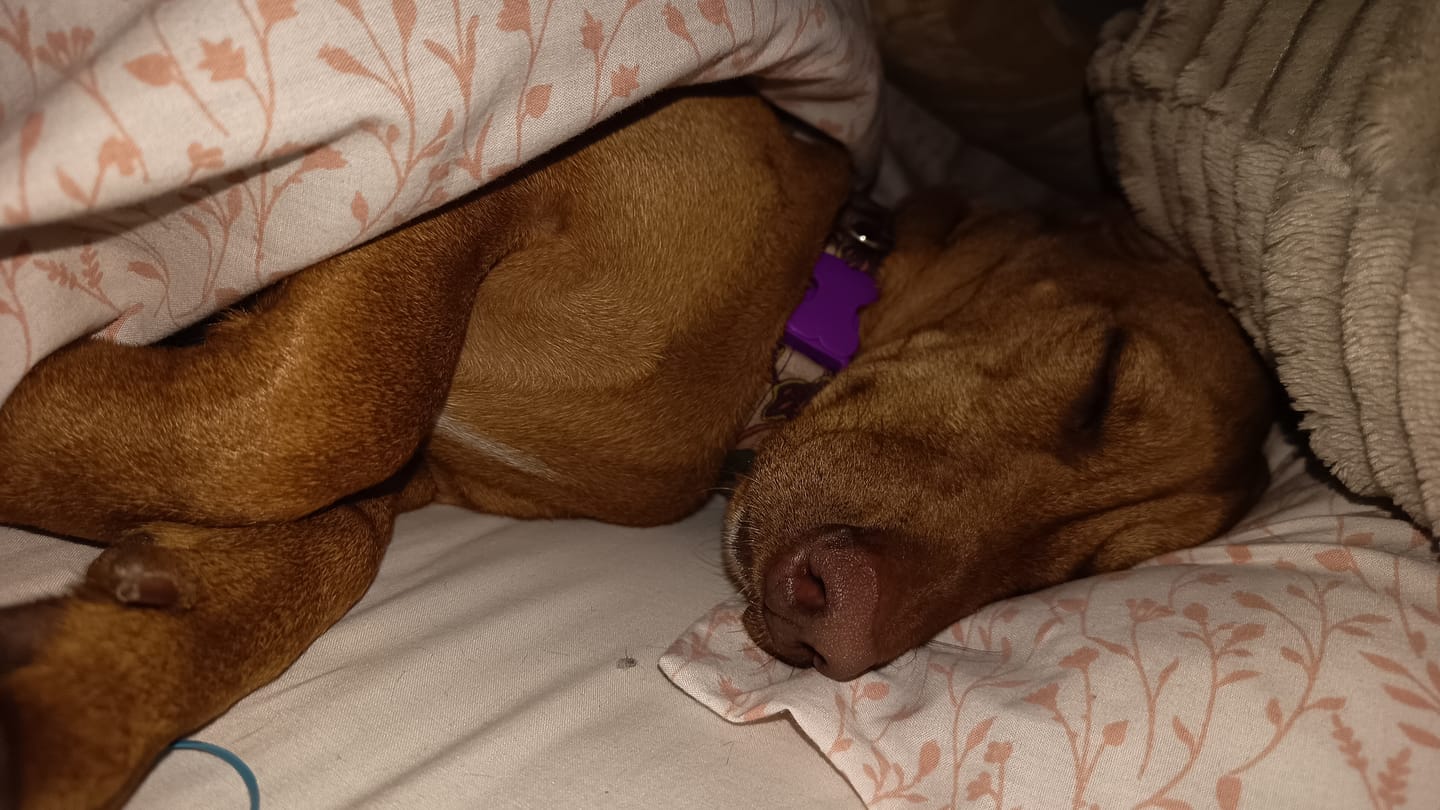 Customer photo review of PetFamily Foods Razas Pequeñas