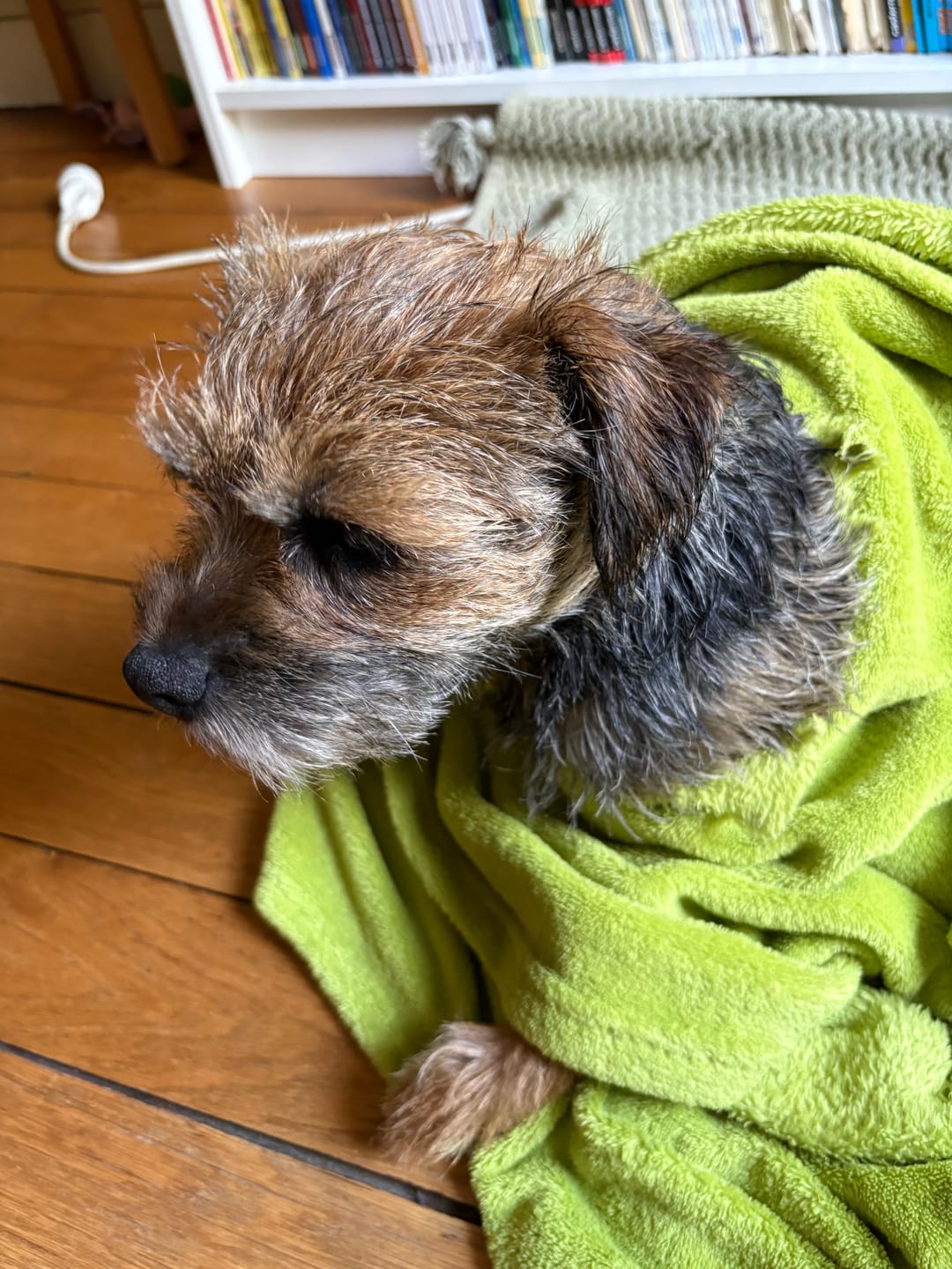 Customer photo review of Shampoing Sans Rinçage - Apaisant pour chien 🏔️