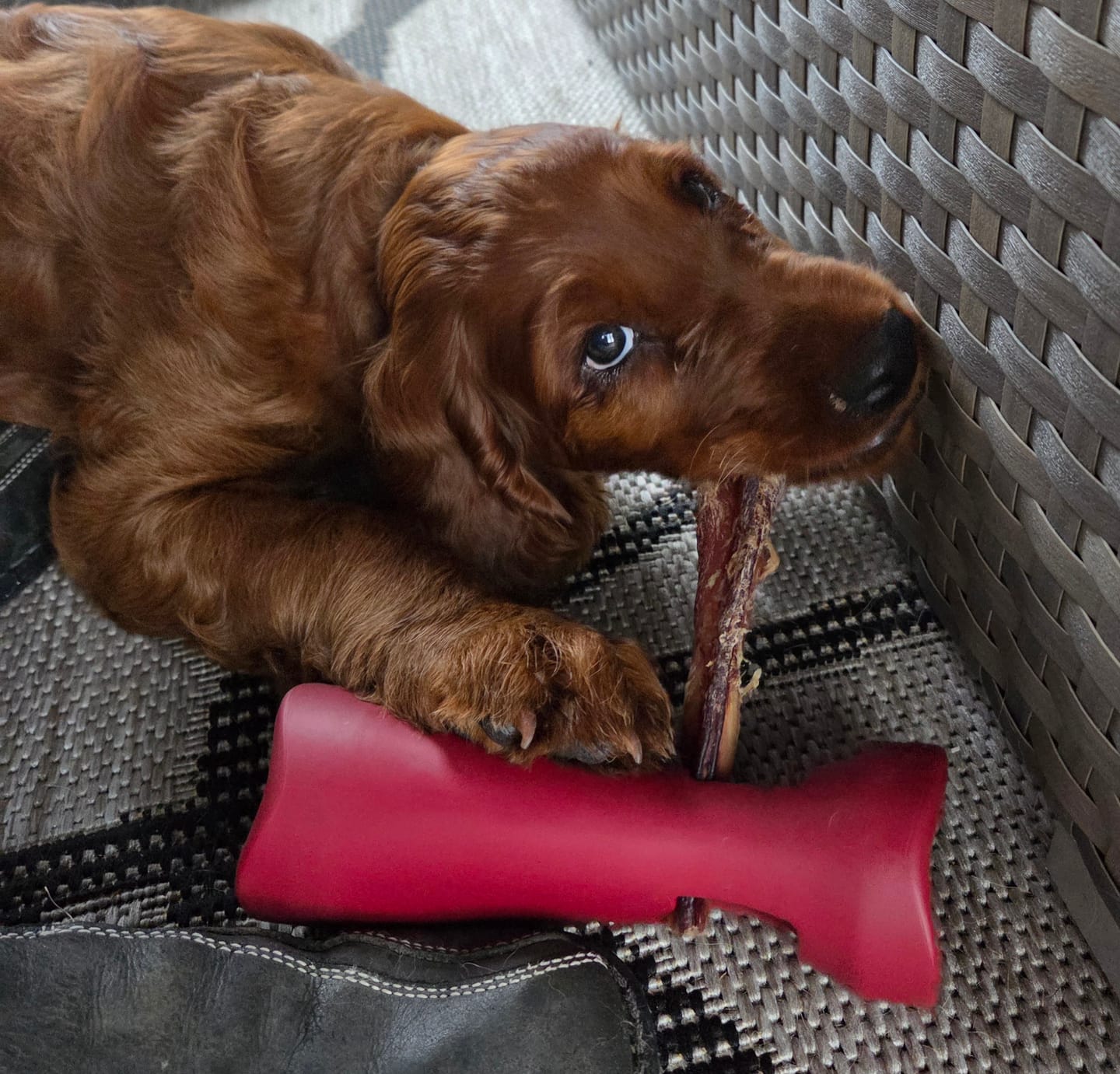 Customer photo review of Bully Stick Safety Holder