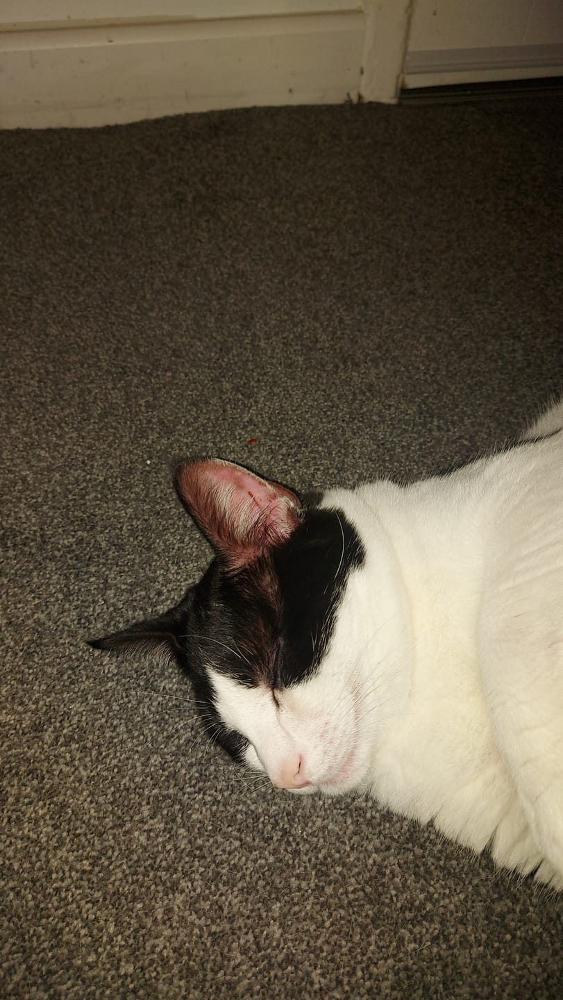 Customer photo review of Cat Gel
