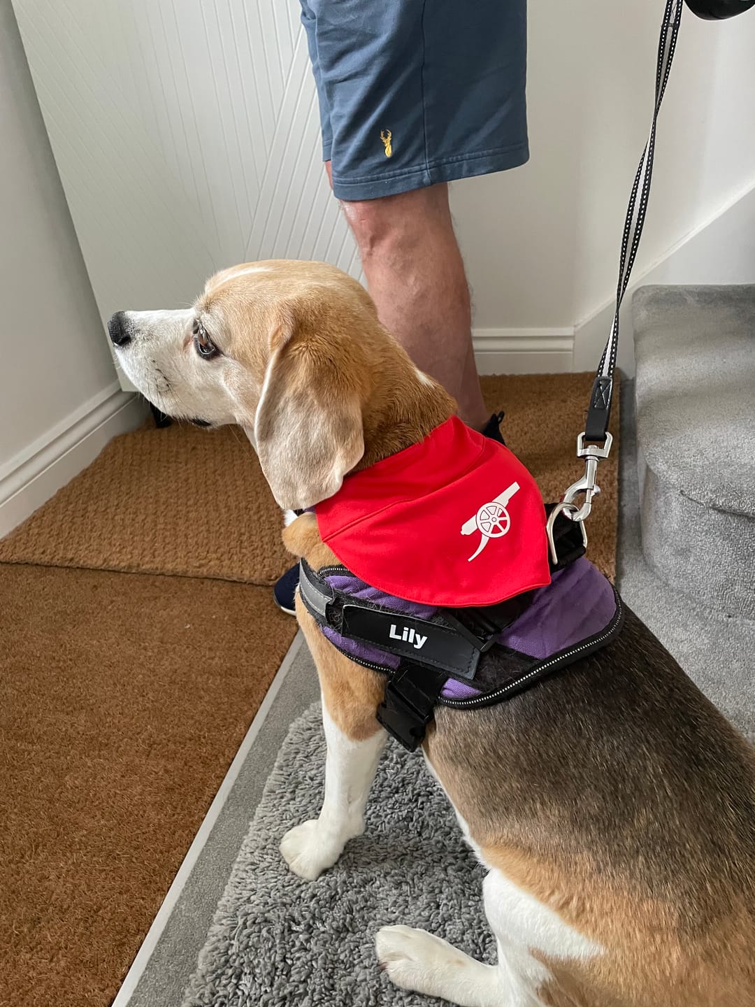 Customer photo review of Arsenal Pet Bibs
