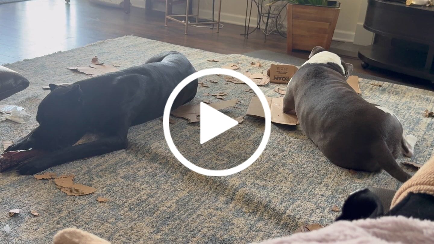 Customer video review of Gift Bundle: 2 Large Yak Chews and a 6" Hickory Smoked Bully Stick