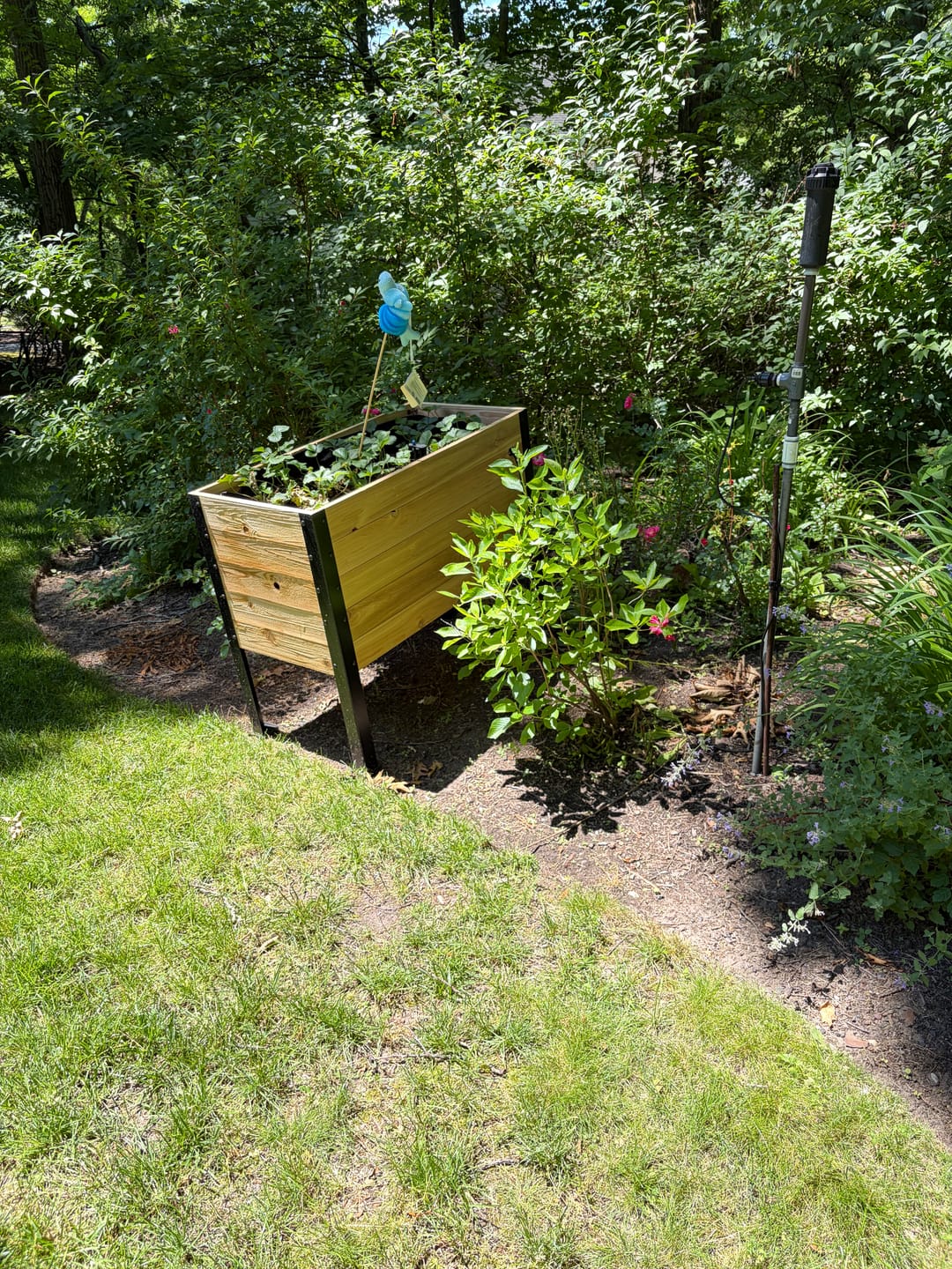Customer photo review of 18" x 36" Raised Garden Bed - 30" TALL / Garden Grade