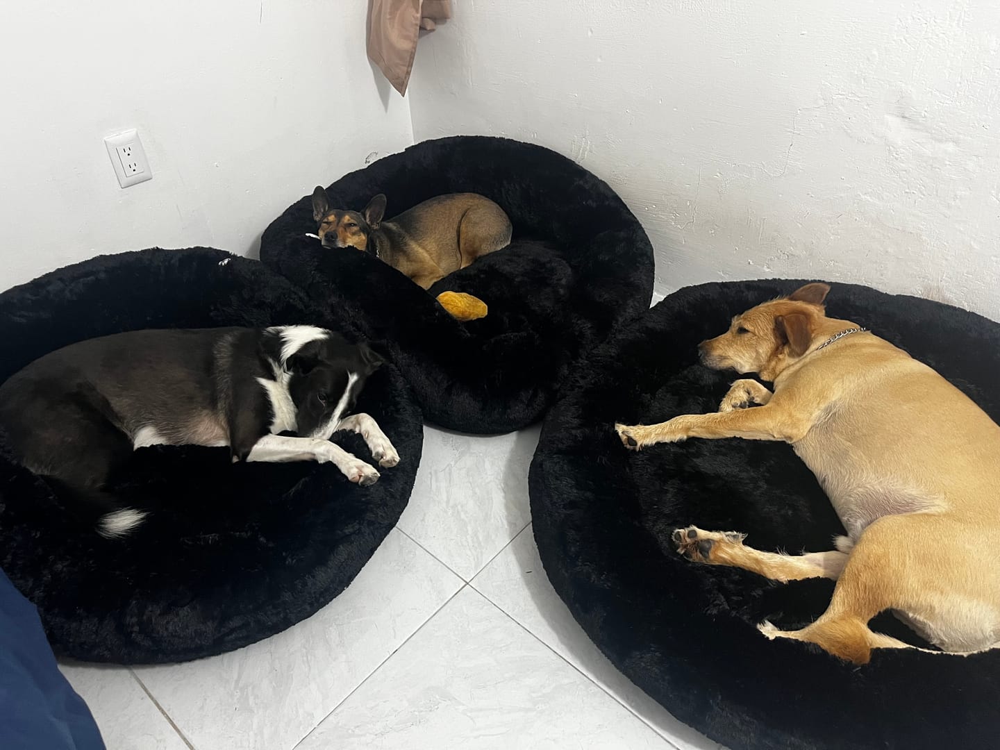 Customer photo review of Funda Lino para Cama Antiestrés para Perros