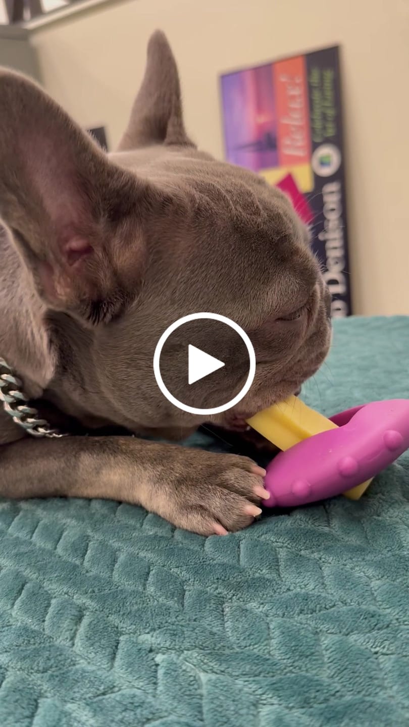Customer video review of Long-Lasting Yak Chews — 4 Flavor Pack