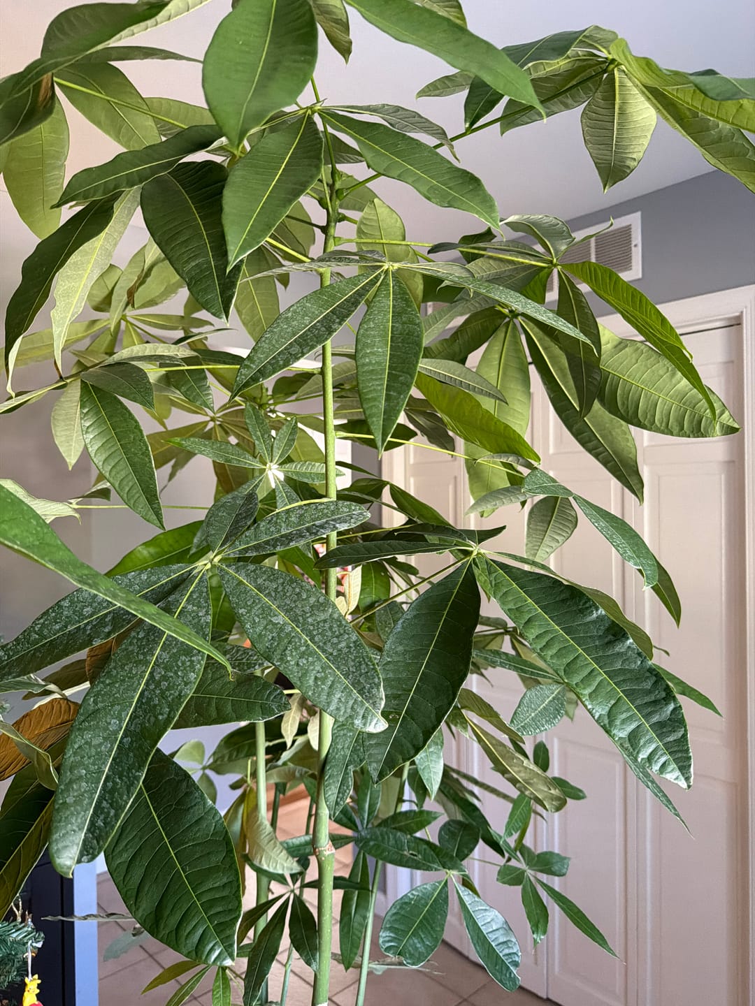 Customer photo review of Money Tree Braided, Tree Form, Pachira Aquatica, Good Luck Tree