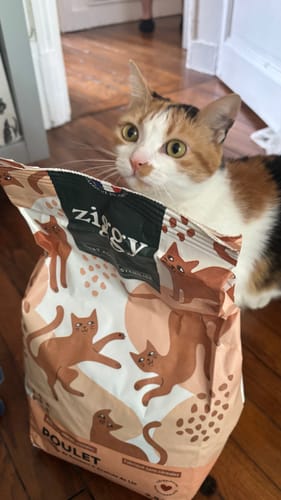 Avis du client : un chat écaille de tortue regarde derrière un sac de croquettes au poulet.