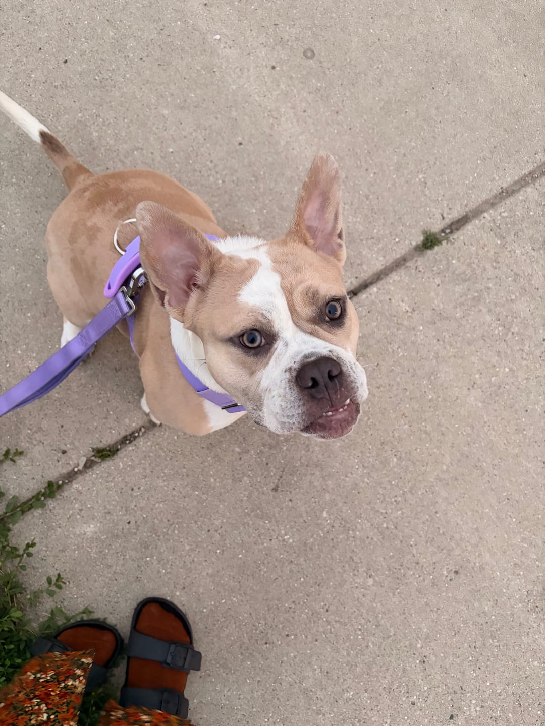 Customer photo review of Comfort Control No-Pull Dog Harness and Multipurpose Leash Sets