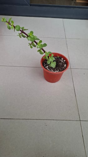 Customer photo review of Árbol de la abundancia
