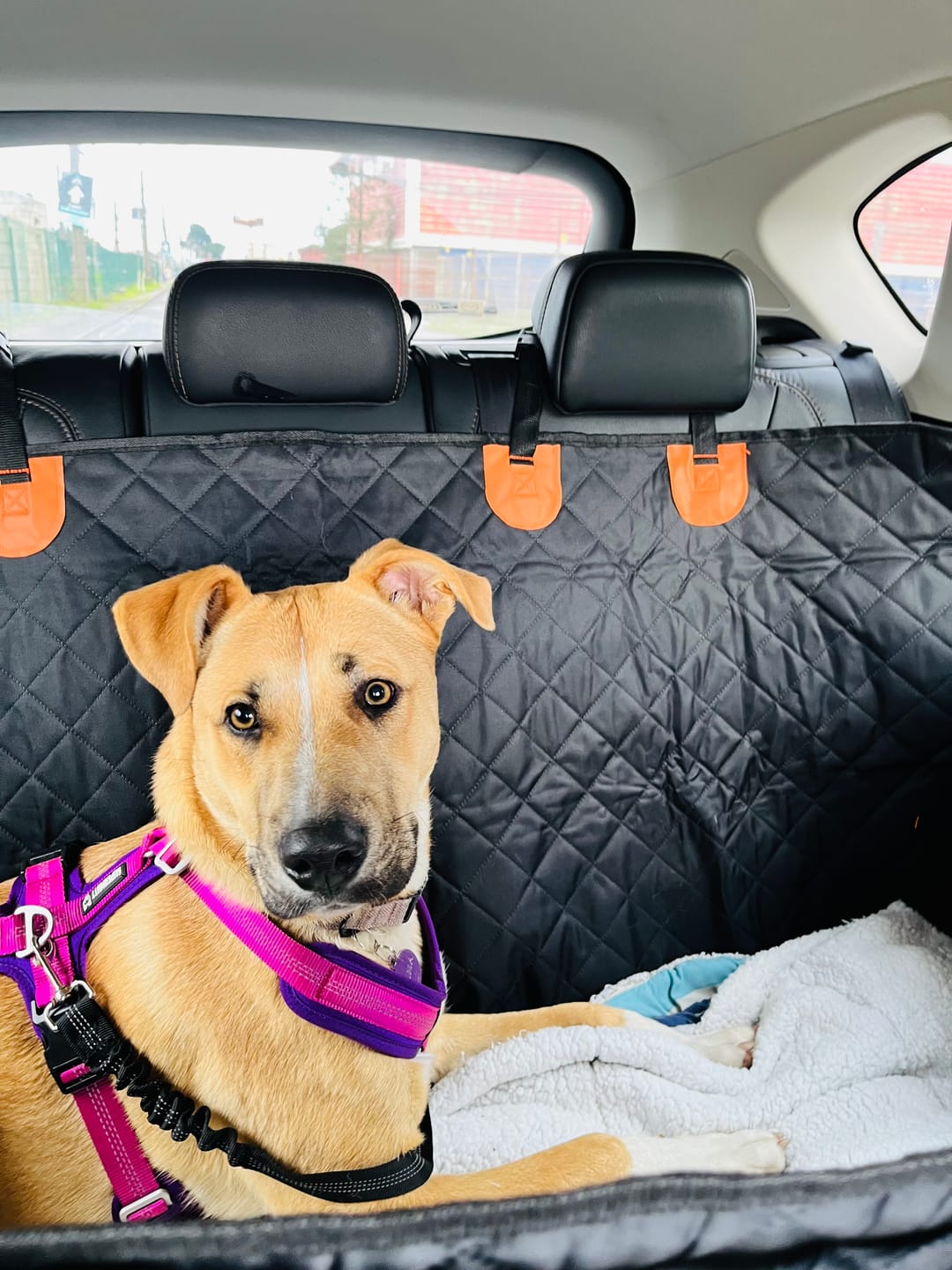 Customer photo review of Funda Impermeable THE DOGS — Auto limpio, perro seguro