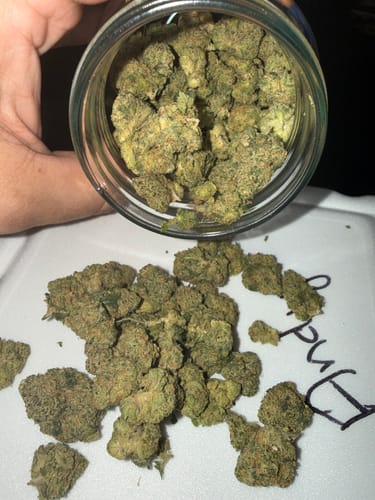 Reviewer pouring green Biscotti THCA Flower buds from a glass jar onto a white surface.