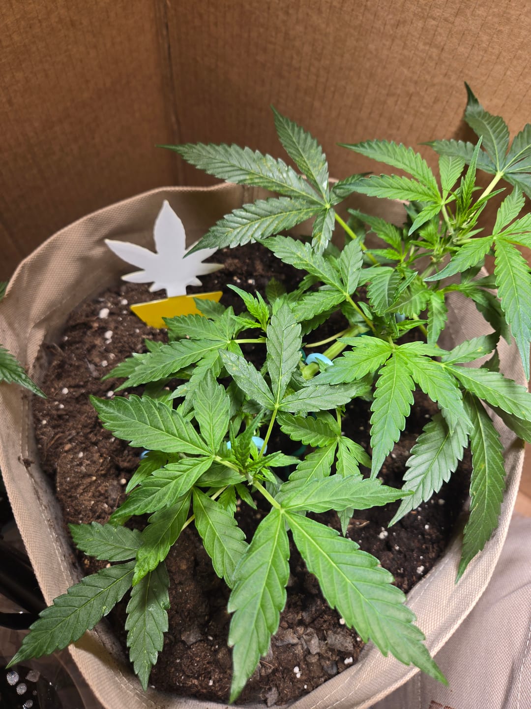 Customer photo review of Bio Hanferde 20L