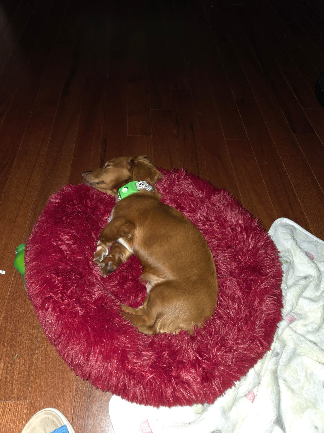 Customer photo review of The Original Fluffy Bean® Pet Bed