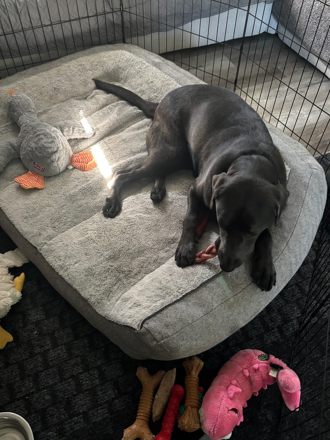 Customer photo review of 12 Inch Jumbo Braided Bully Stick