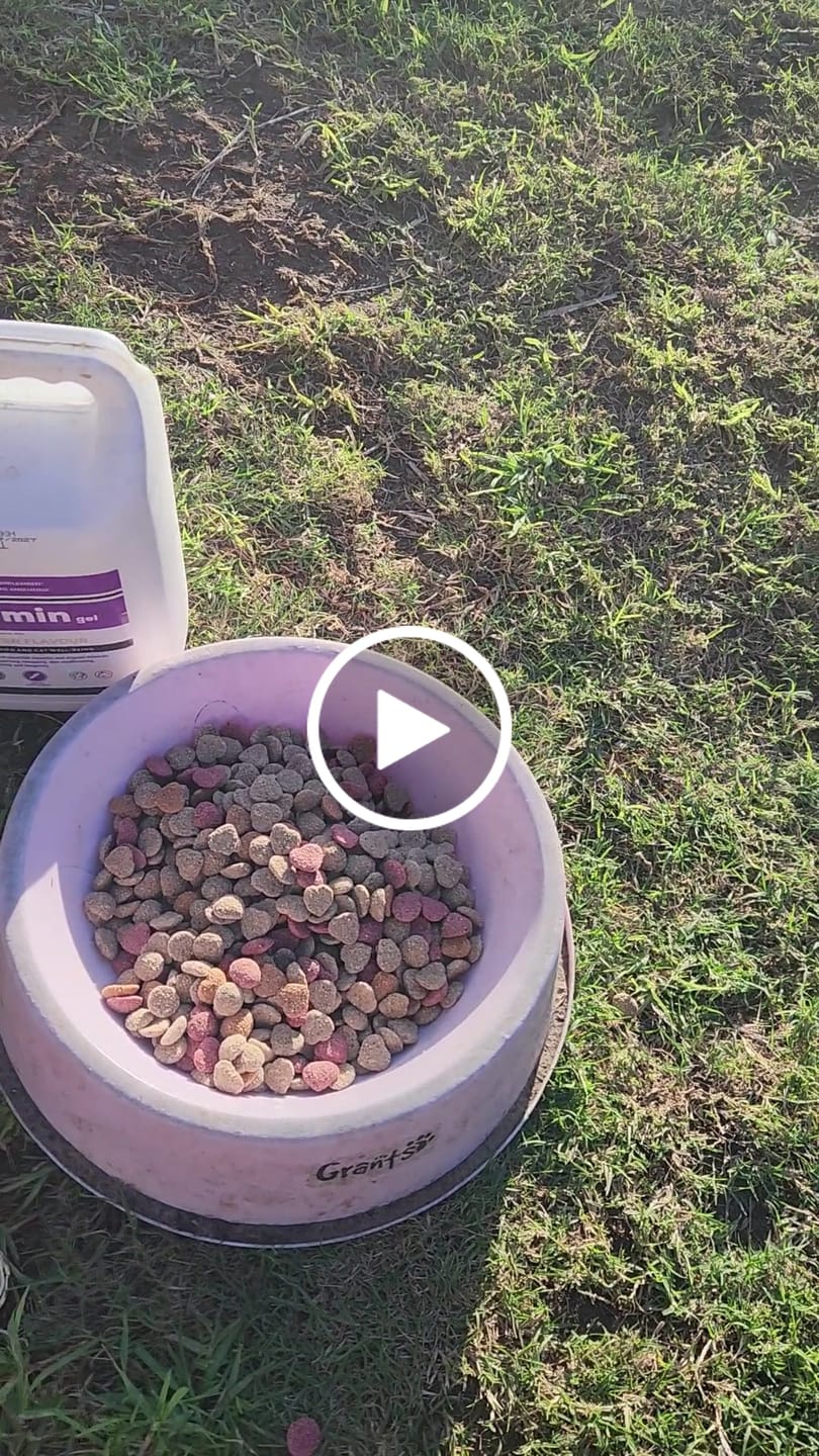 Customer video review of Doggymin (Skin & Immunity Support For Dogs)