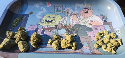 Customer's Biscotti THCA Flower buds arranged in piles on a cartoon-themed rolling tray.