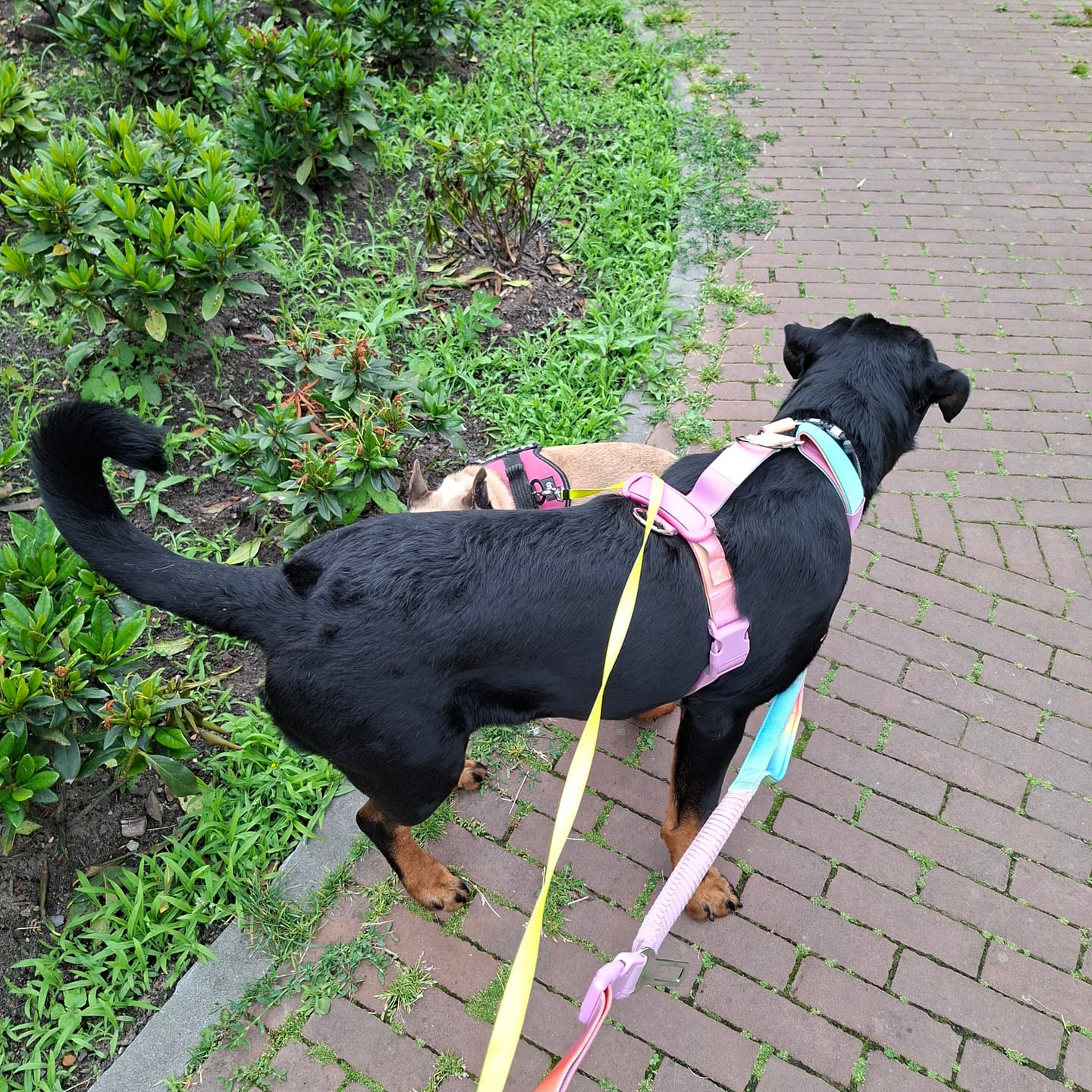 Customer photo review of Comfort Control No-Pull Dog Harness and Multipurpose Leash Set - Pastel Icing