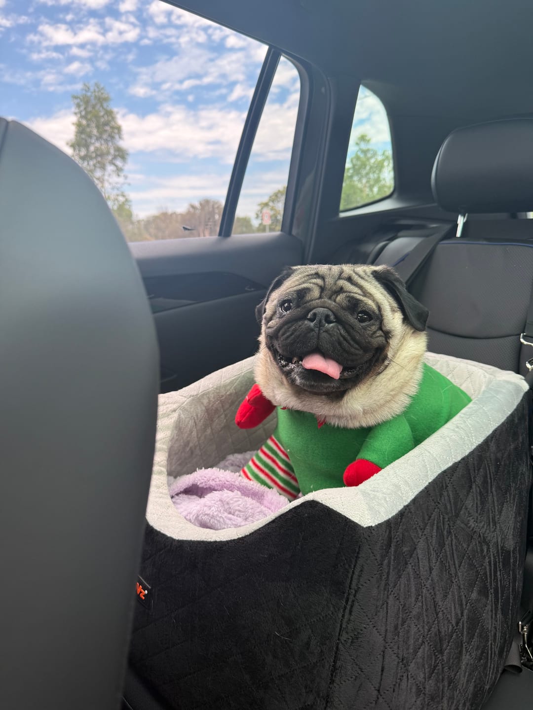 Customer photo review of Dog Car Booster Seat