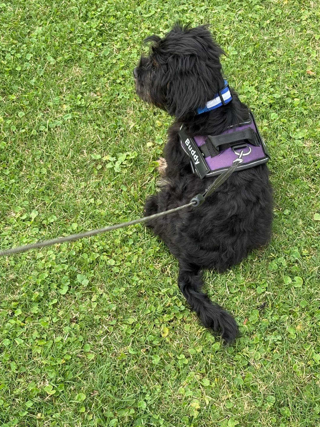 Customer photo review of NO PULL Personalized Dog Harness