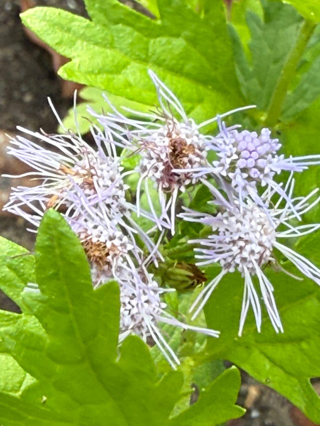Customer photo review of Gregg's Mistflower