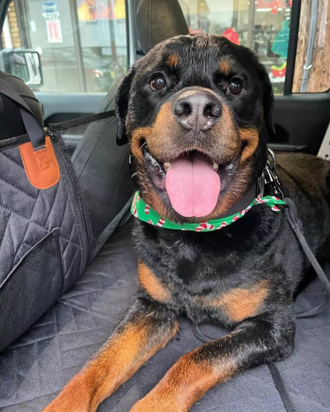 Customer photo review of MrBarks Dog Seat Cover
