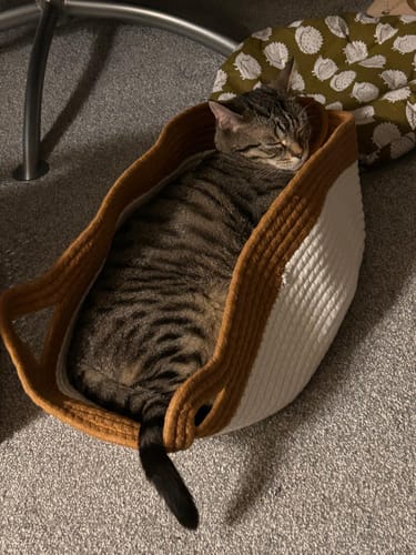 Customer photo review of Instinct Basket | Meet the first research-backed natural territory for indoor cats