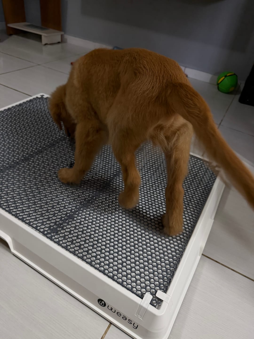 Customer photo review of Weasy Cão | Banheiro inteligente para cachorro
