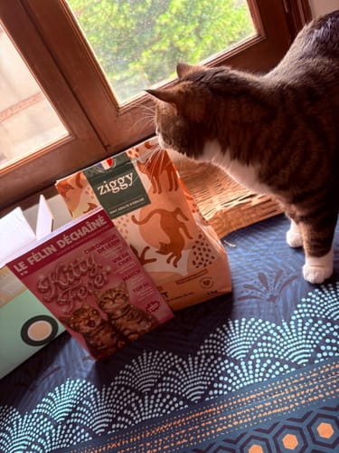 Le chat d'un client à côté du sac de Croquettes Sans Céréales - Poulet, regardant par la fenêtre.