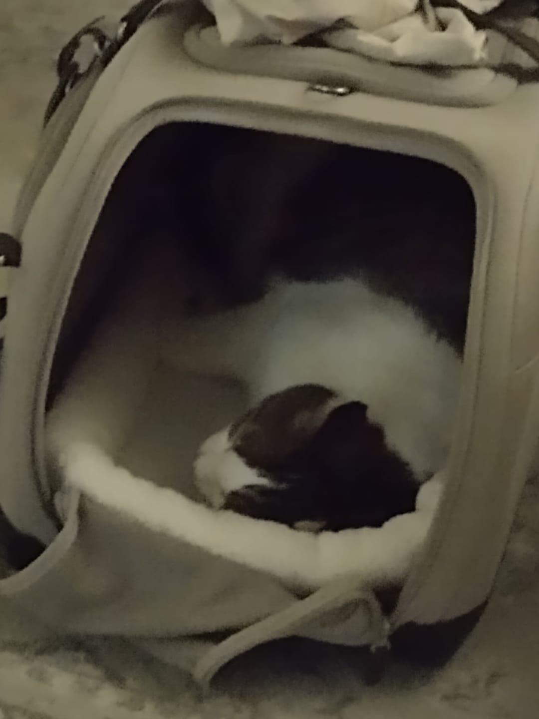 Customer photo review of Hendrick - Lemmikin ISOFIX turvaistuin ja kantolaukku