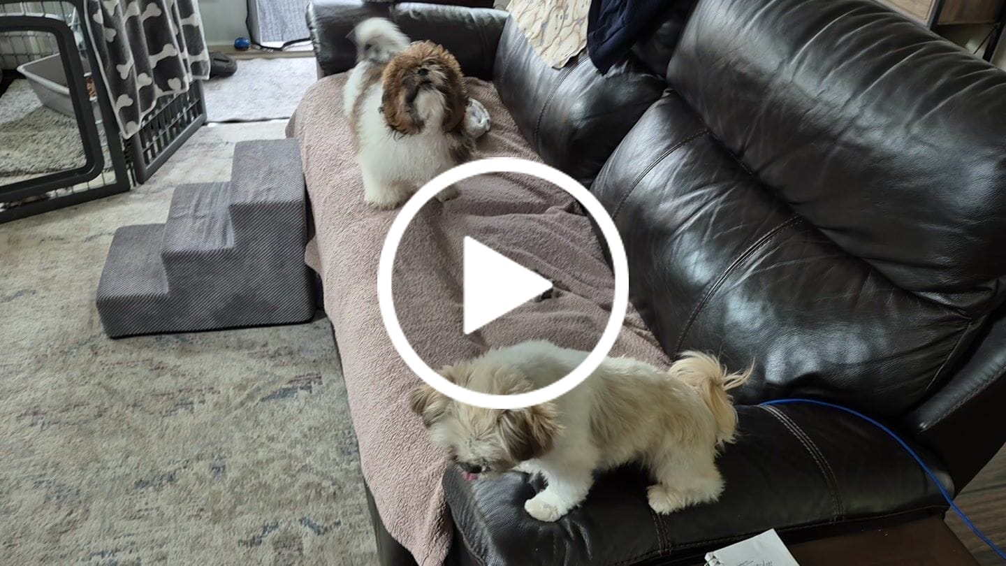 Customer video review of 6 Inch Thick Bully Stick