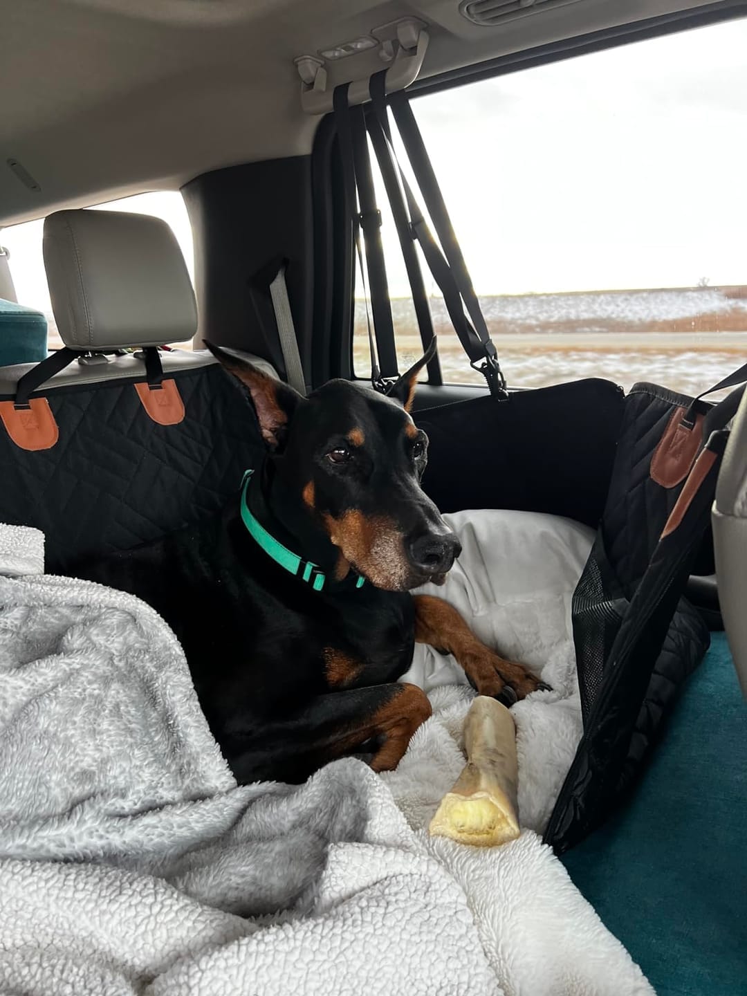 Customer photo review of MrBarks Dog Seat Cover