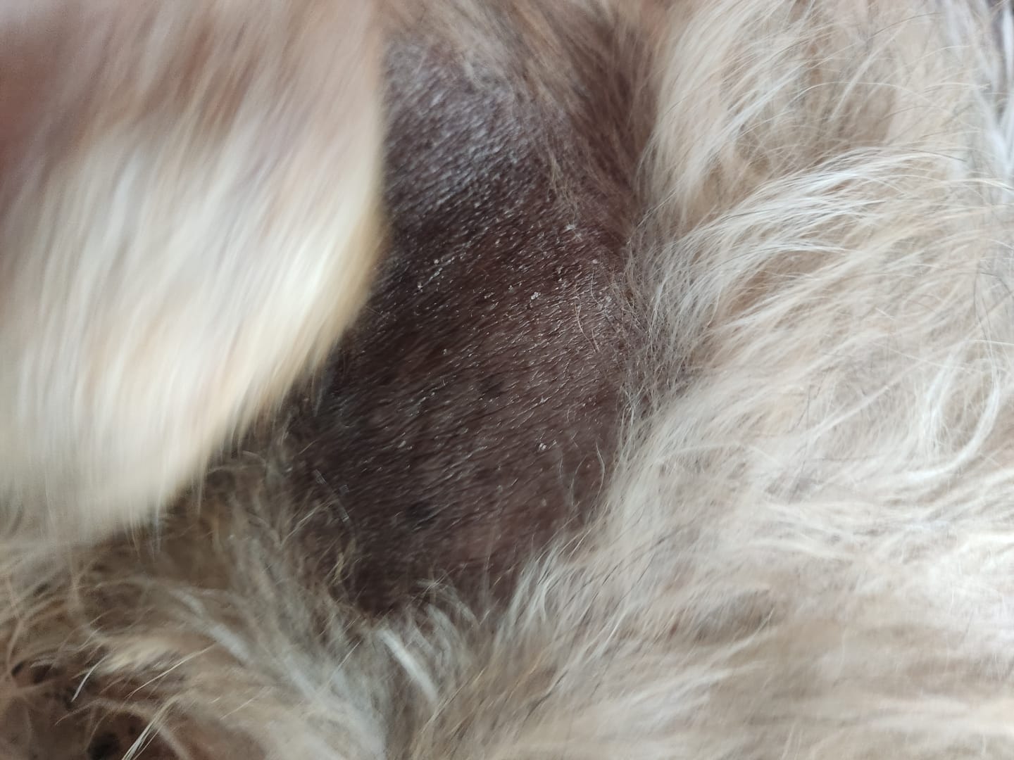 Customer photo review of 'Volpier Dermaluxe™' Lozione dermatologica avanzata per BSD, Alopecia X e rigenerazione del mantello