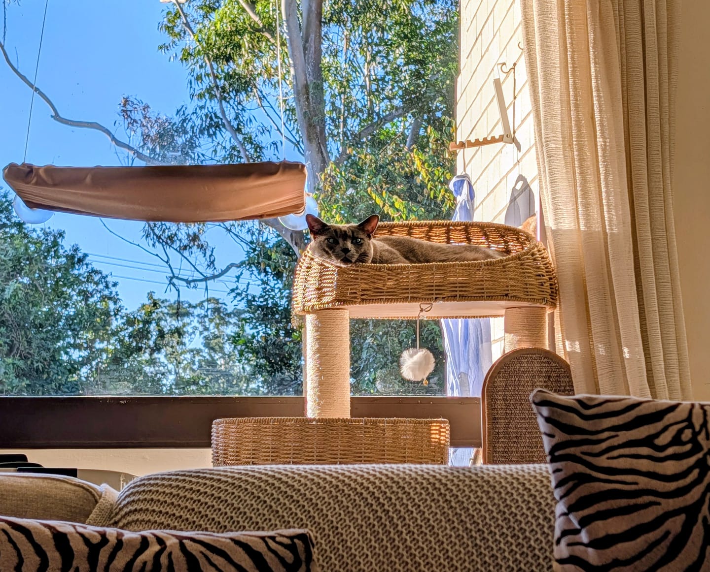 Customer photo review of 130cm Solid Oak Wood Cat Tree with Handwoven Rattan Canopy - WHH003