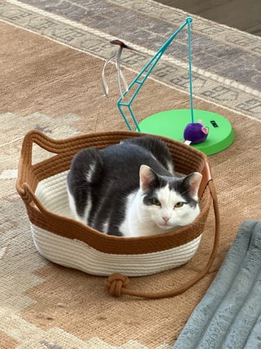 Kundenbewertung mit Foto zu Fellnest Katzenkorb