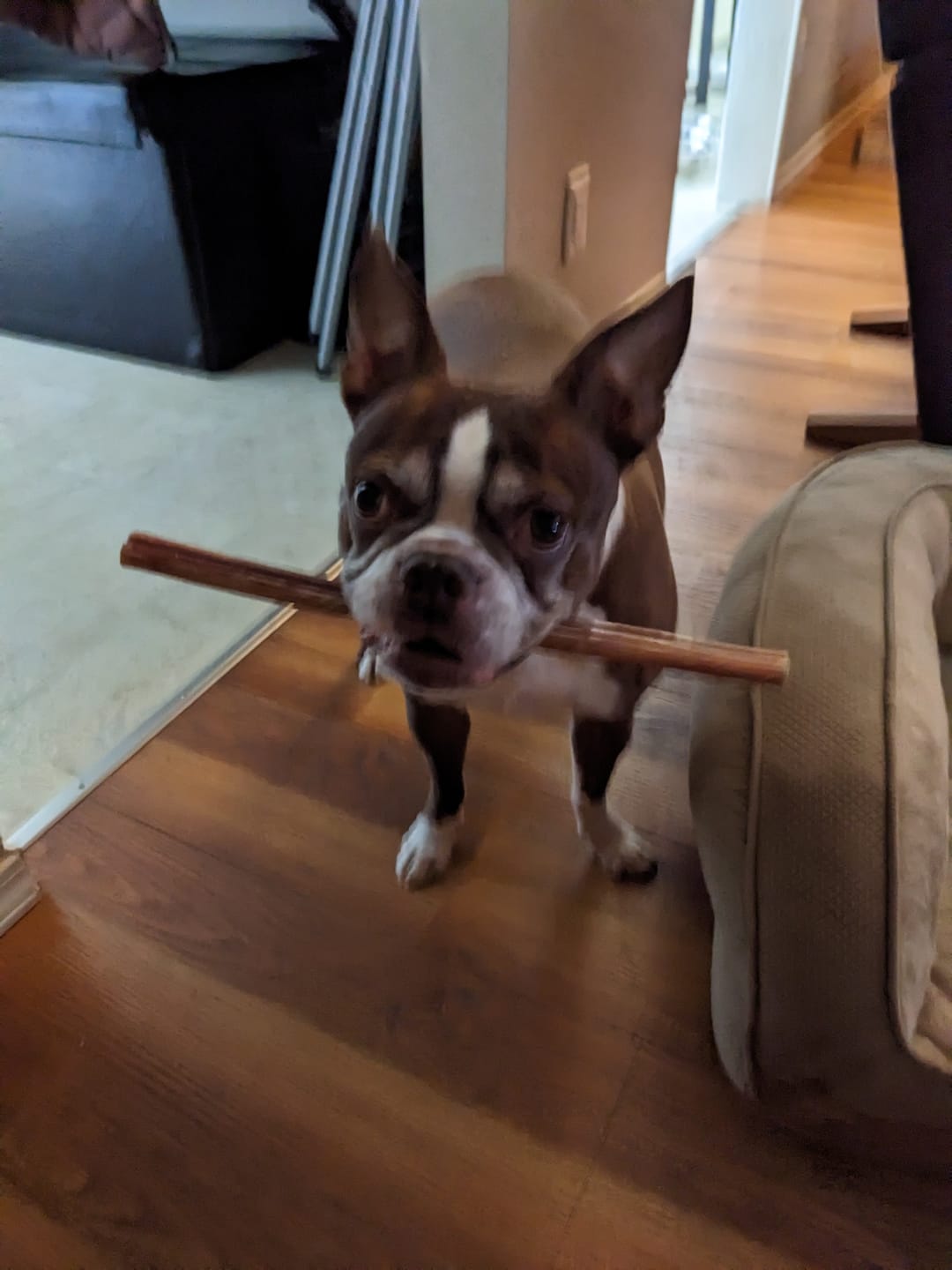 Customer photo review of 6 Inch Standard Bully Stick