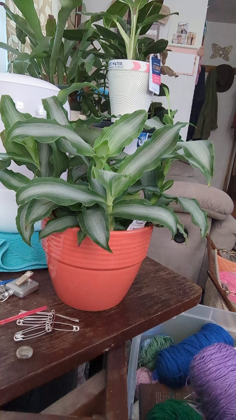 Customer photo review of Murdannia loriformis 'Bright Star'