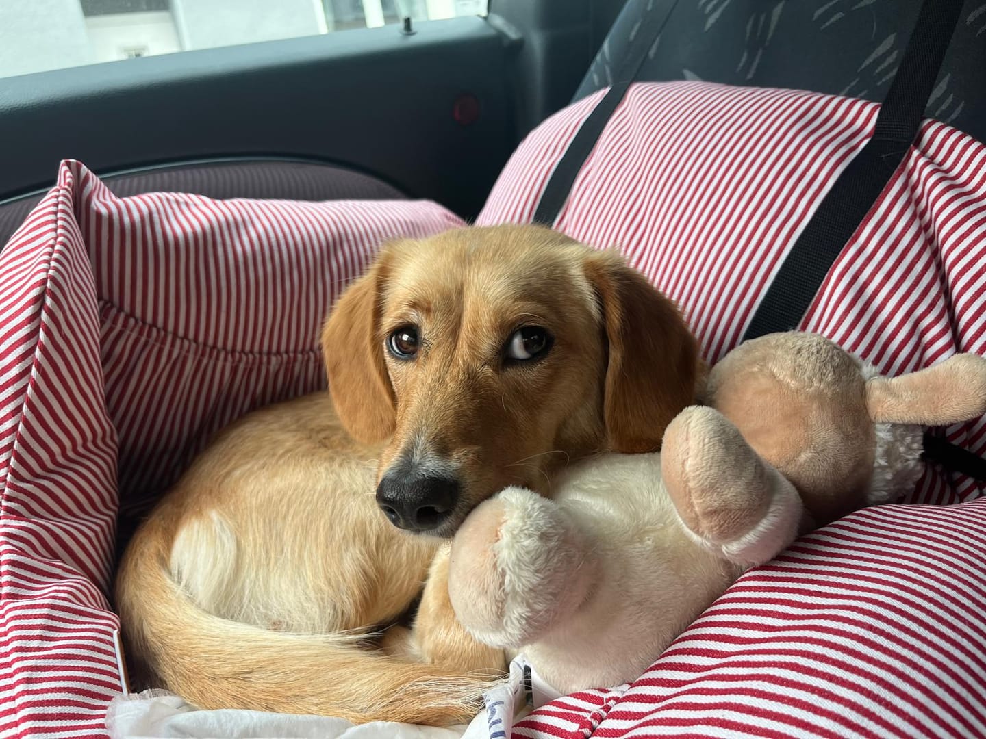 Customer photo review of Premium Hunde Autositz inkl. Sicherheitsgurt