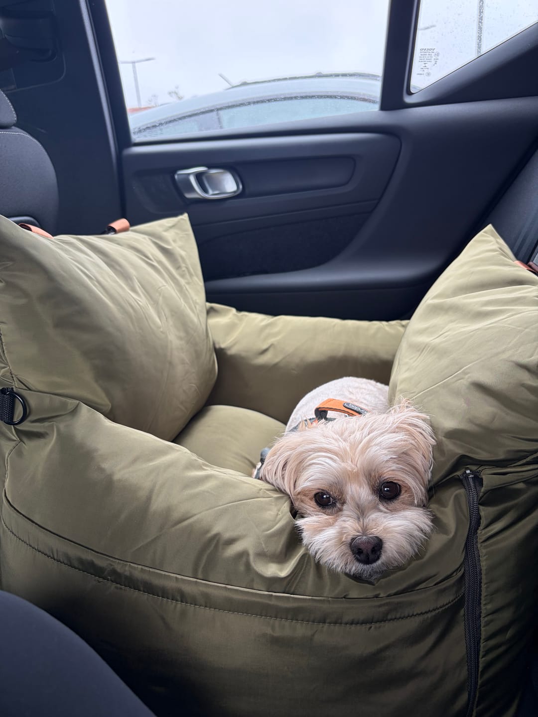 Customer photo review of Sunshade - Dog Pod Plus